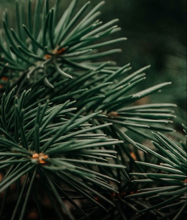 close up of pine needles